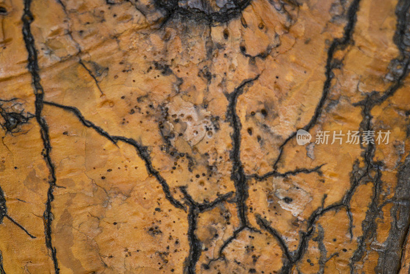 巨大的仙人掌树皮的细节背景在Playa de los Perros小径，加拉帕戈斯群岛